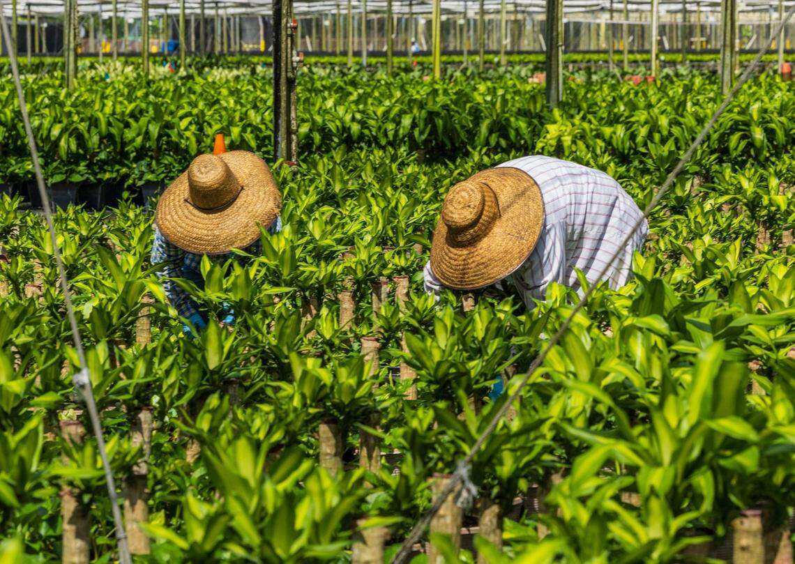 Farm workers Blanca Martinez (right) and Maria Ramos, both from El Salvador, work on a field of mascane and pothos plants at Costa Farms, where they have worked for more than fifteen years in Homestead, on Friday, June 28, 2024.