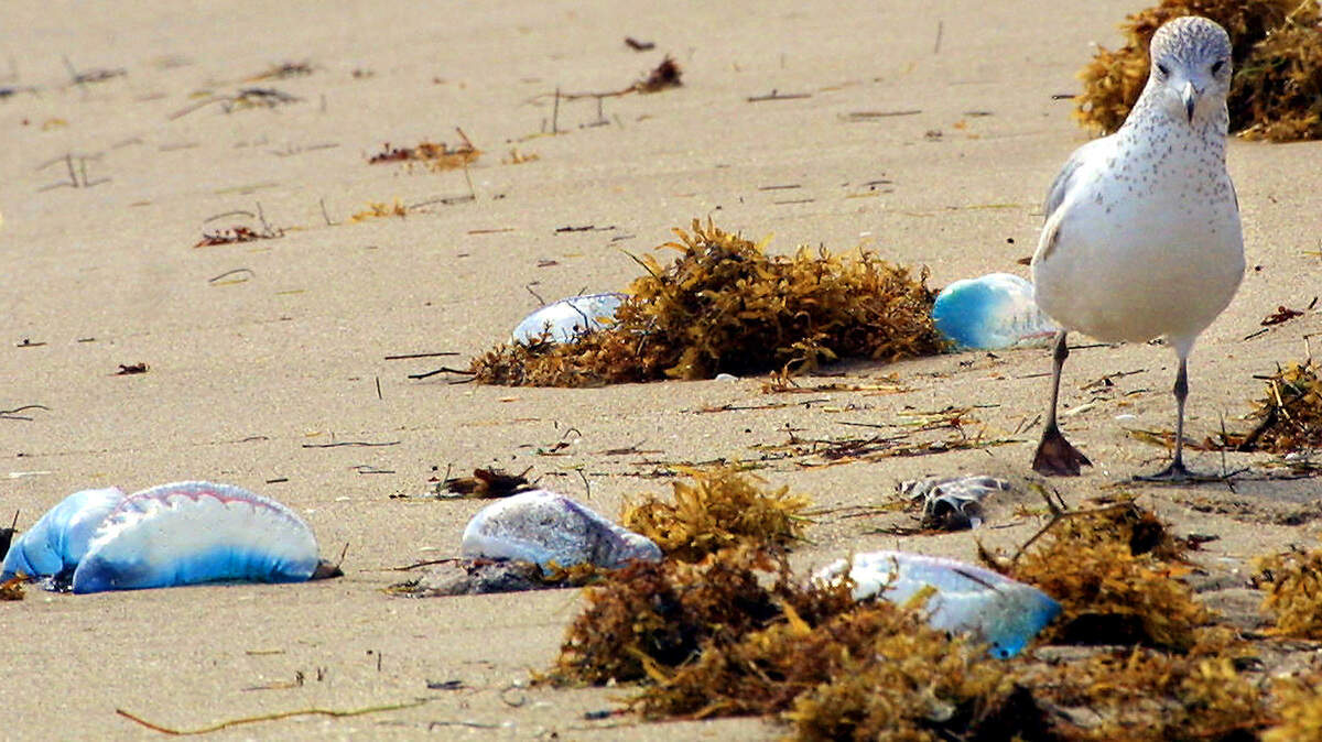 Esta ave que camina con cautela alrededor de una masa de busques de guerra portugueses que llegaron a la playa de Fort Lauderdale en esta foto de archivo de febrero de 2003 está más cerca de las criaturas marinas de lo que deberías estar si te las encuentras en una playa del sur de Florida porque que pican.