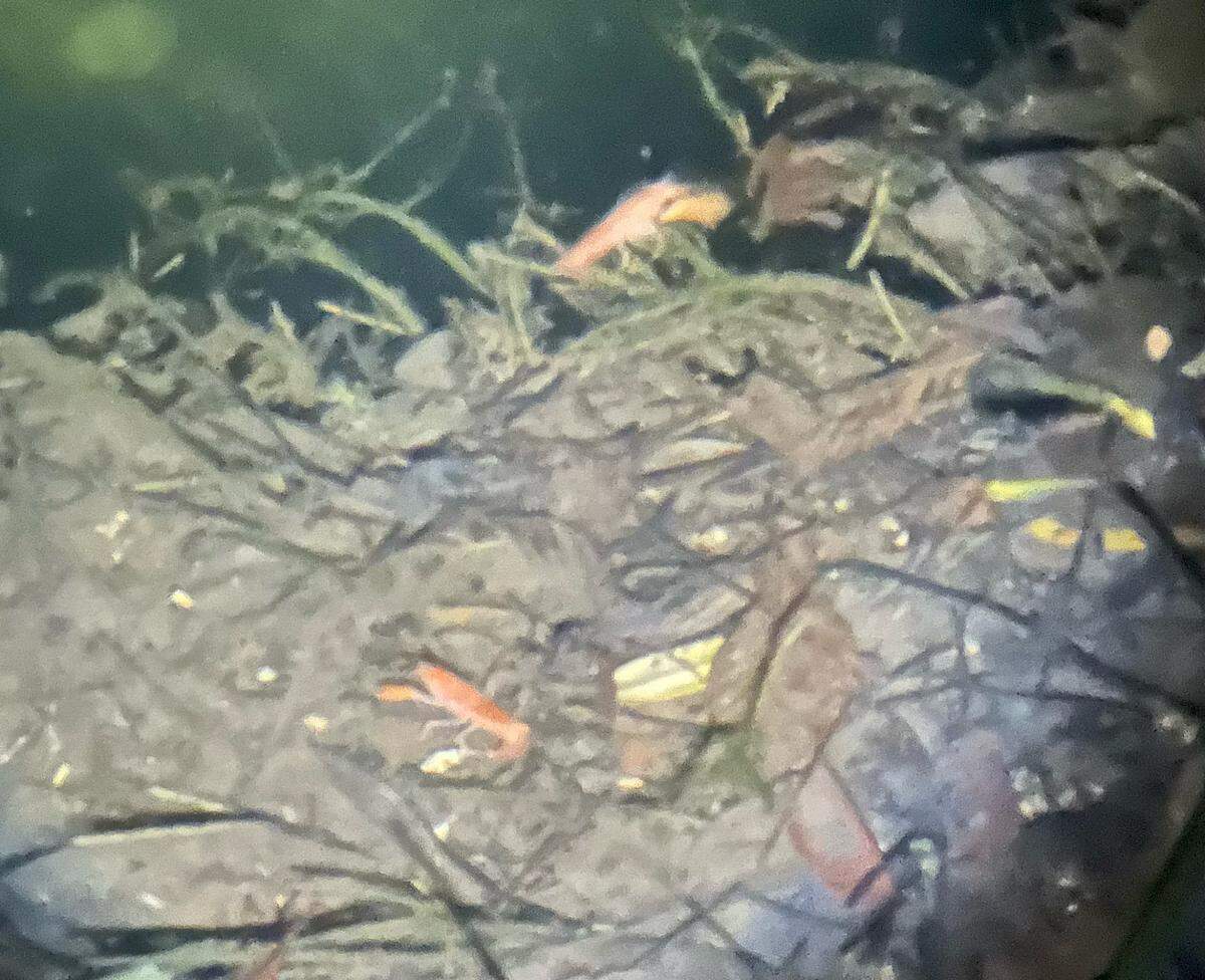 Florida International University biology professor, Philip Stoddard, took photos this morning of two Miami cave crayfish swimming in his backyard grotto.
