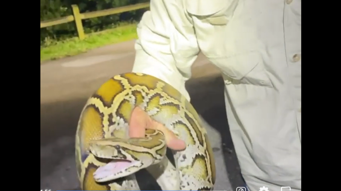 How go you grab an invasive Burmese python without getting bitten? A tutorial video was create by Martin County Trapping & Wildlife Rescue.