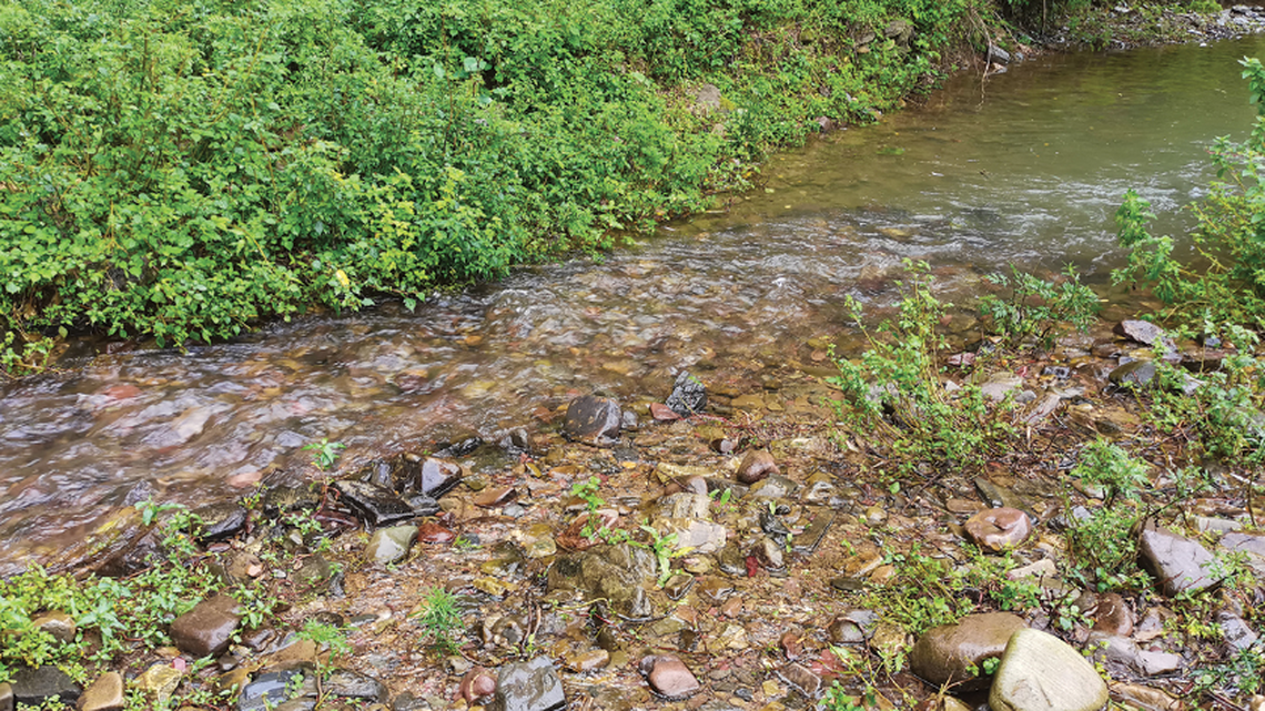 In two mountain streams in China, small fish were caught in hand nets and identified as new species.