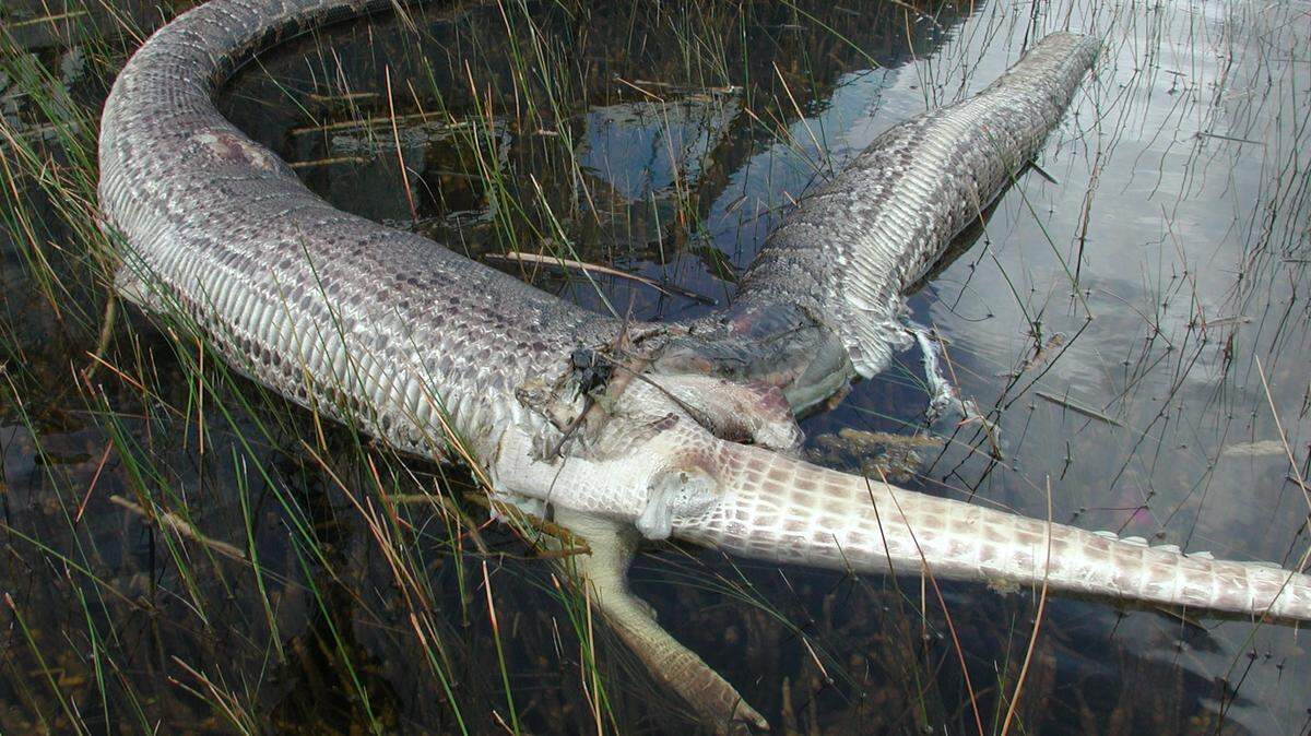 The gruesome scene of alligator vs. python in 2005 in the Evergaldes.