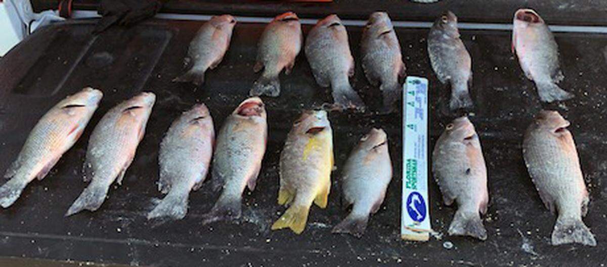 Undersized mangrove snapper are displayed in the back of a pickup truck Sunday, Aug. 5, 2018, in the Middle Keys.