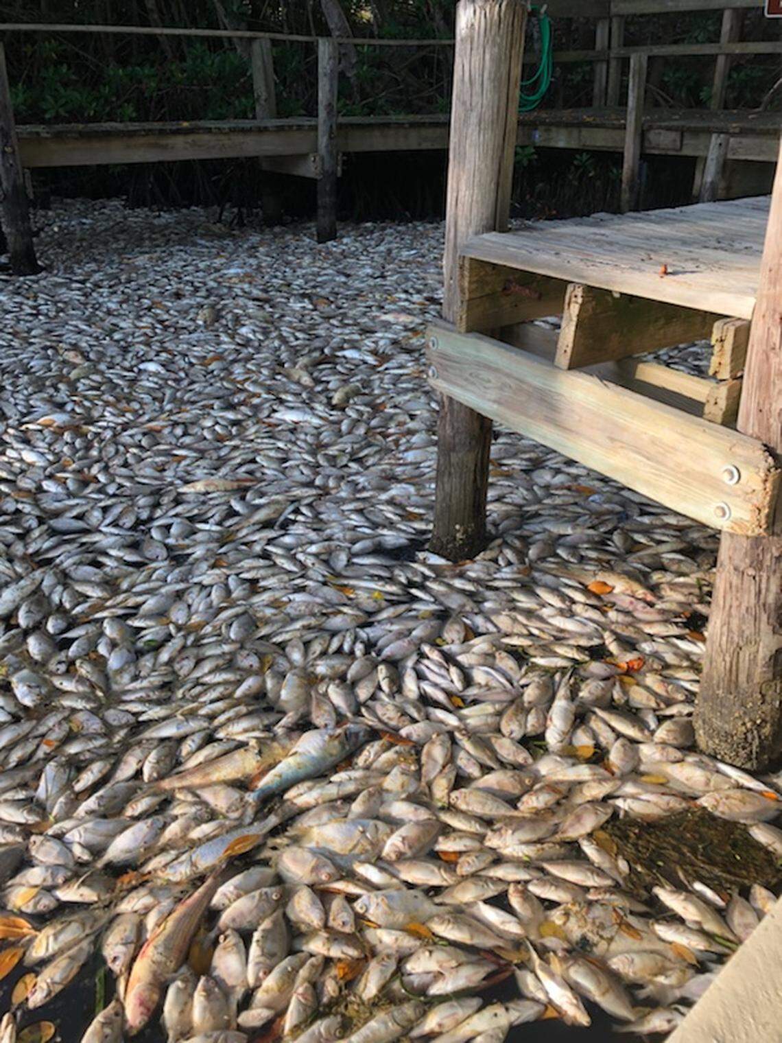 Wind and current pushed hundreds of dead fish ashore at the barrier island at San Pedro Island State Park this week.