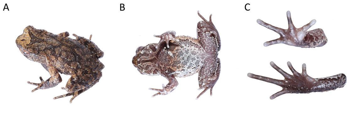 The male horned toads have a patchwork back and darker colors, researchers said.