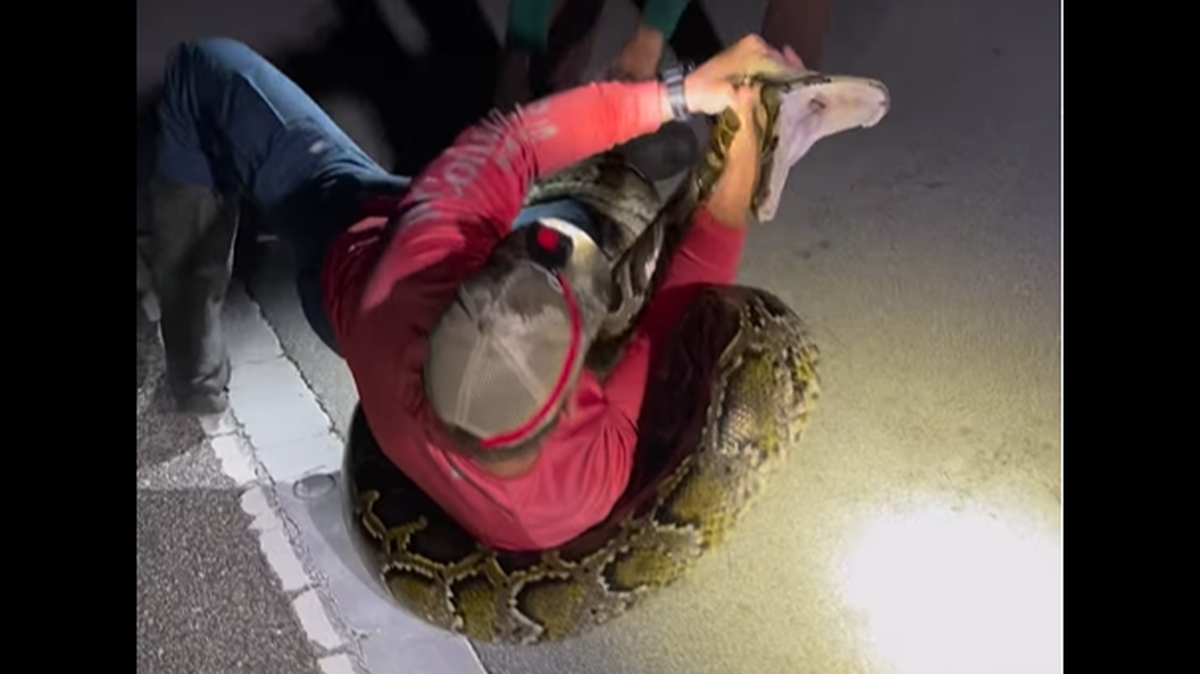 It took the hunters more than three minutes to bring the snake under control, according to Jake Waleri.
