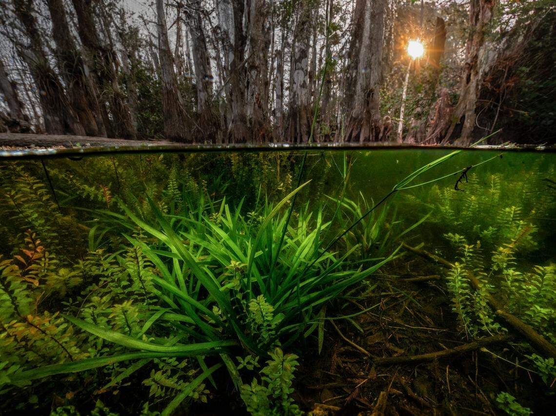 Underwater photograph taken by Luca Martinez