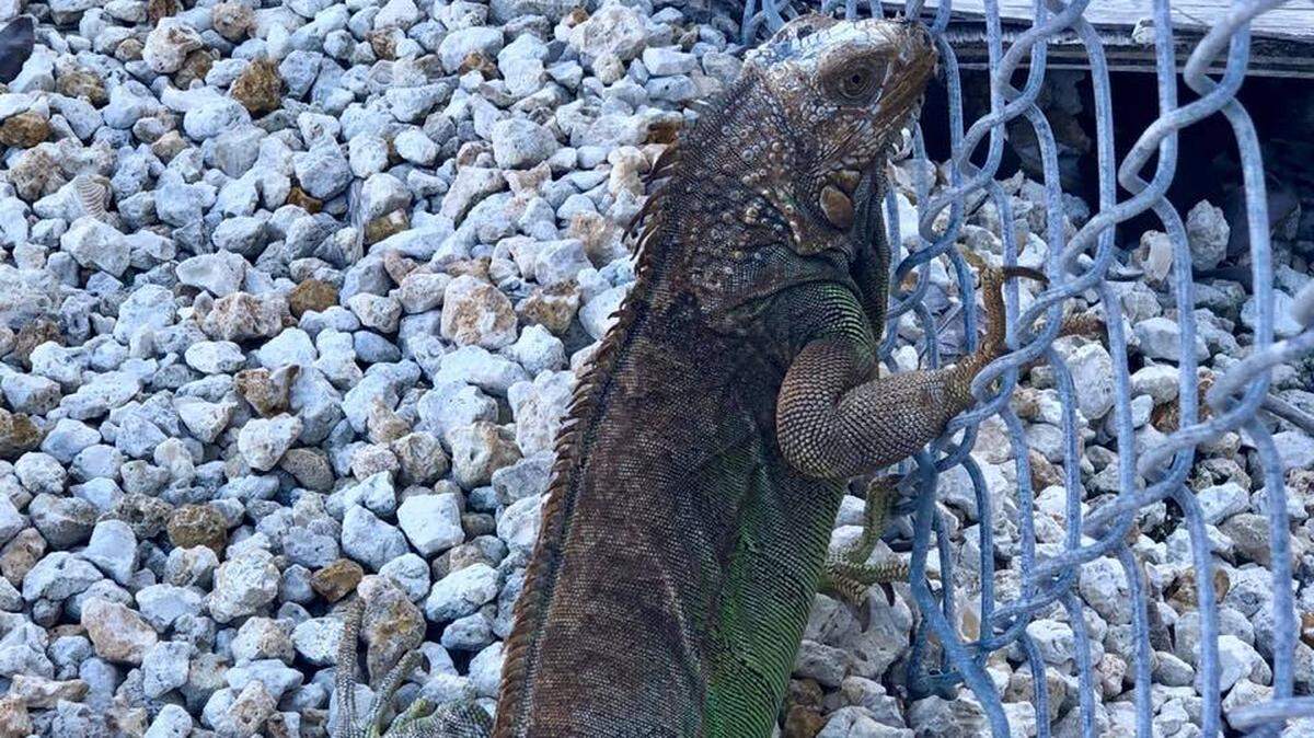 This iguana was the culprit in causing a power outage in Key West on Monday, Dec. 17, 2018.
