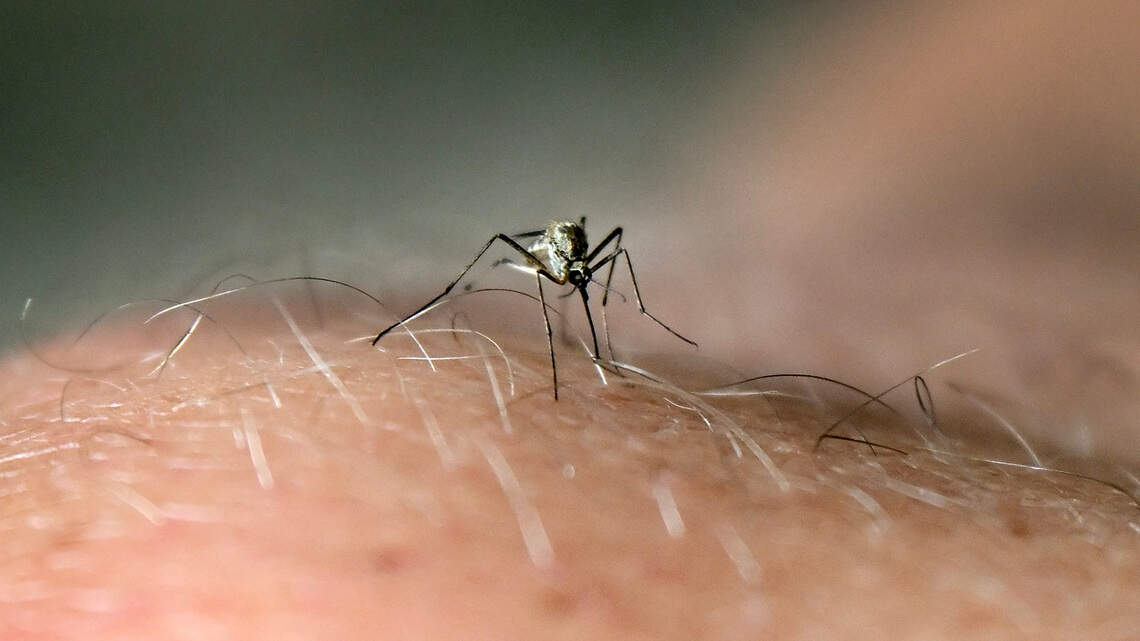 Why dengue fever and other mosquito-borne illnesses are surging in Florida