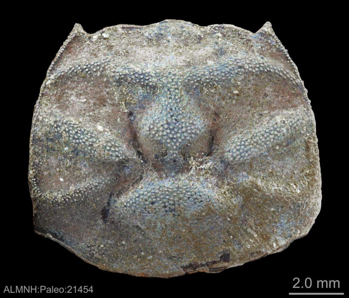 Hundreds of fossils belonging to Costacopluma nicksabani were found.