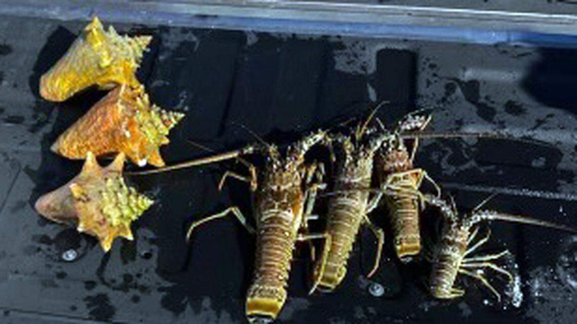 Queen-sized conch and undersized lobster that were in the possession of a Hollywood man, according to Monroe County Sheriff’s Office.