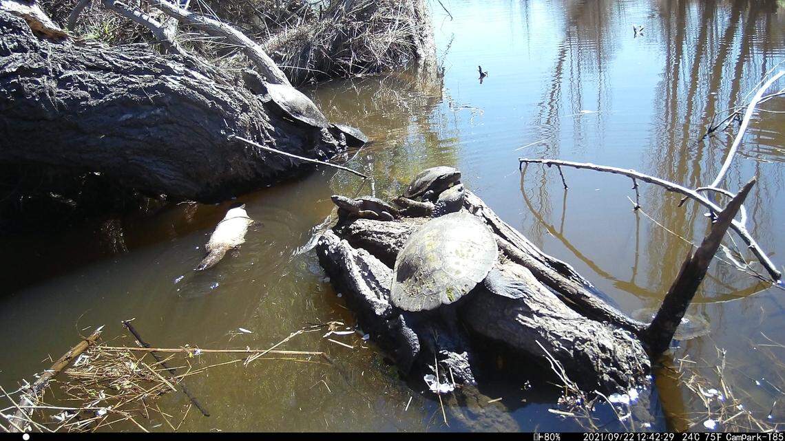The leucistic white platypus along a river bank near several turtles.