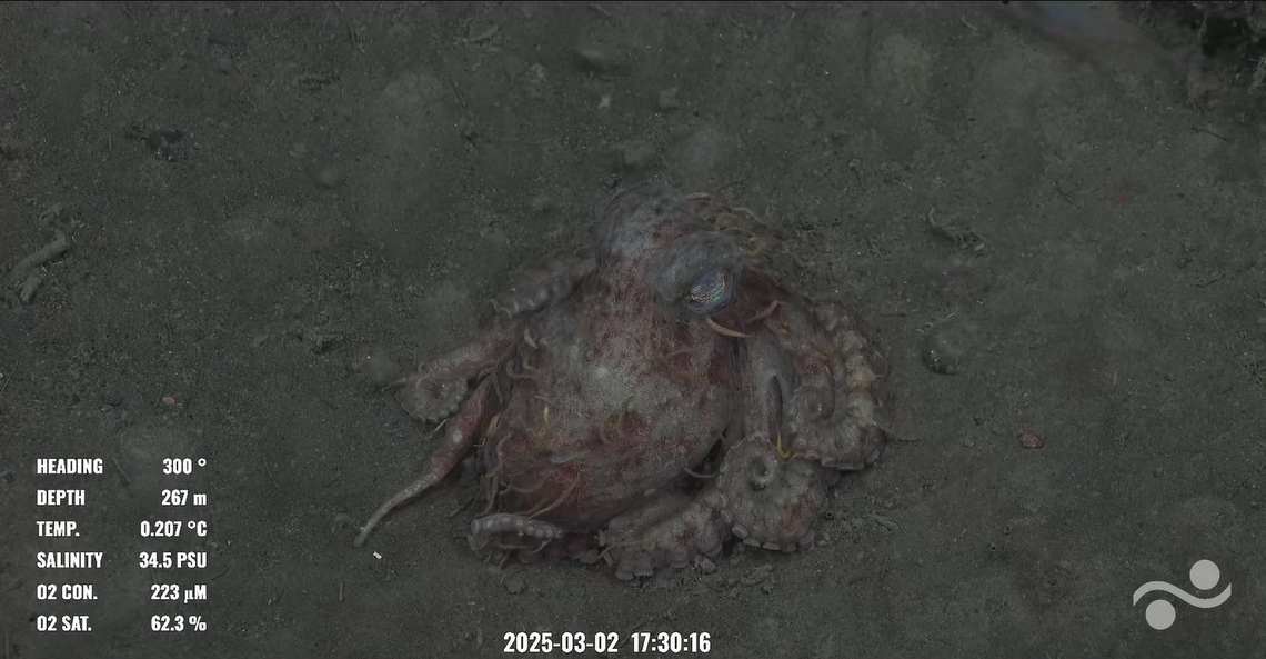 This octopus seen at 885-feet was covered in worm-like leeches when a camera found it on the seafloor off Montagu Island in the South Atlantic.