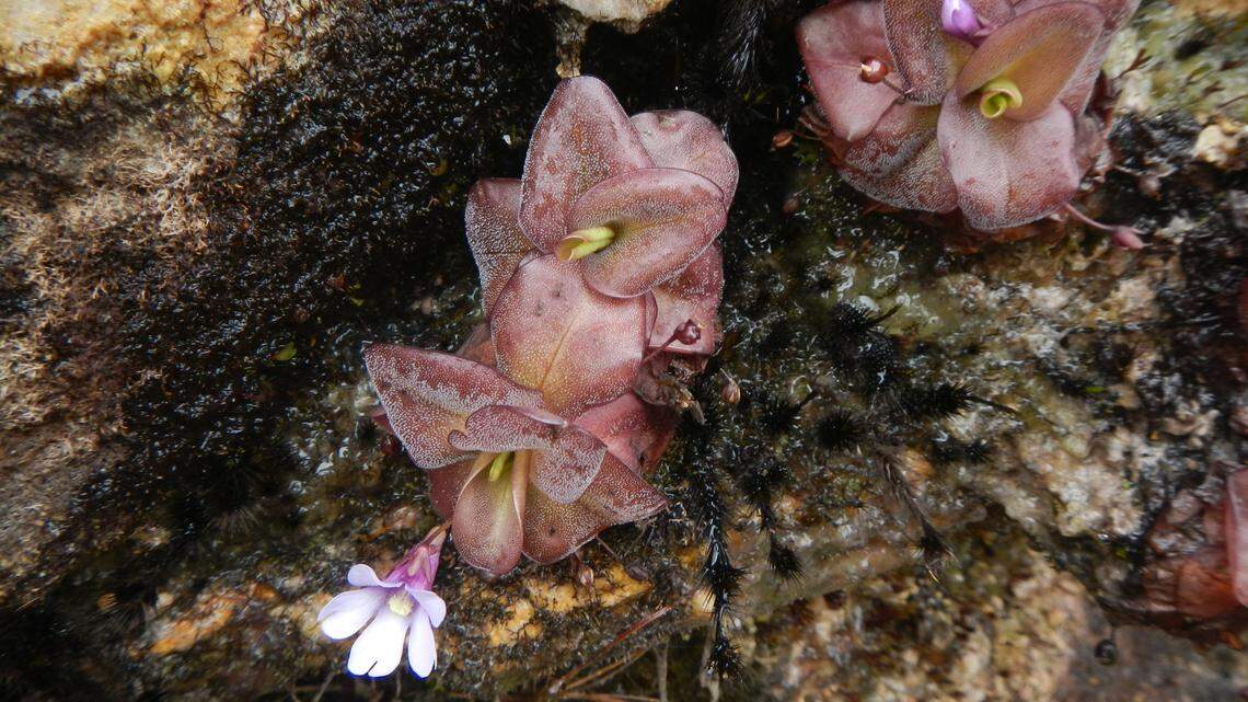 Researchers found two new species of carnivorous Pinguicula plants growing near a lagoon and on a mountain in southern Ecuador, study said.