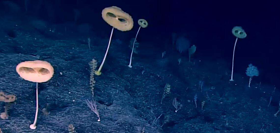If E.T. were a deep sea glass sponge, this is what he’d look like, according to the NOAA Office of Exploration and Research. The discovery of the new species was announced this week.
