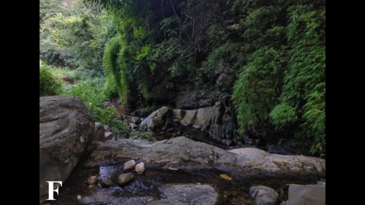In a rocky stream in southern China, a venomous species was spotted for the first time.