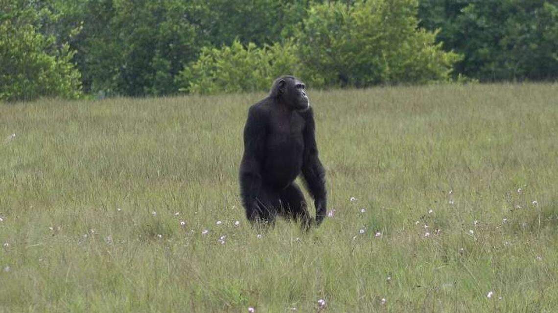 Researchers in Germany observed chimps killing gorillas in the wild for the first time in two separate encounters in the Loango National Park in Gabon, Africa.
