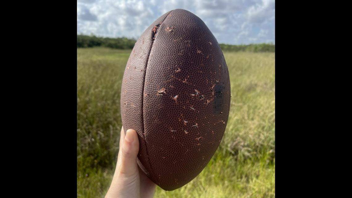 An Everglades National Park biologist took the football from the alligator to keep it from being eaten, the National Park Service reports.