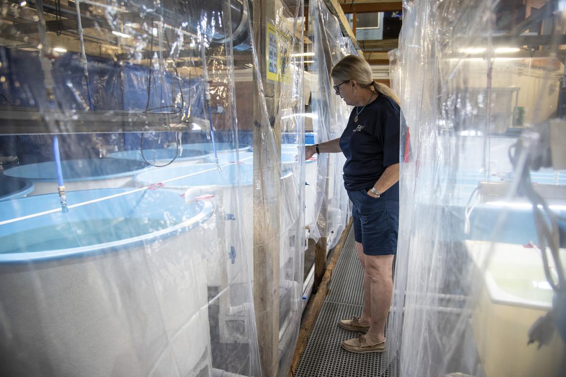 Dr. Jeanette Wyneken, a professor of biological sciences at FAU and the director of the FAU Marine Laboratory, checks on the baby leatherback turtles currently housed in the facility in June.