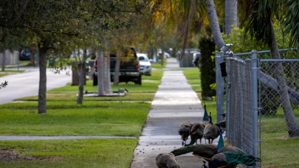 Seeing an old friend and greeting a peacock on my porch brighten a dark period | Opinion