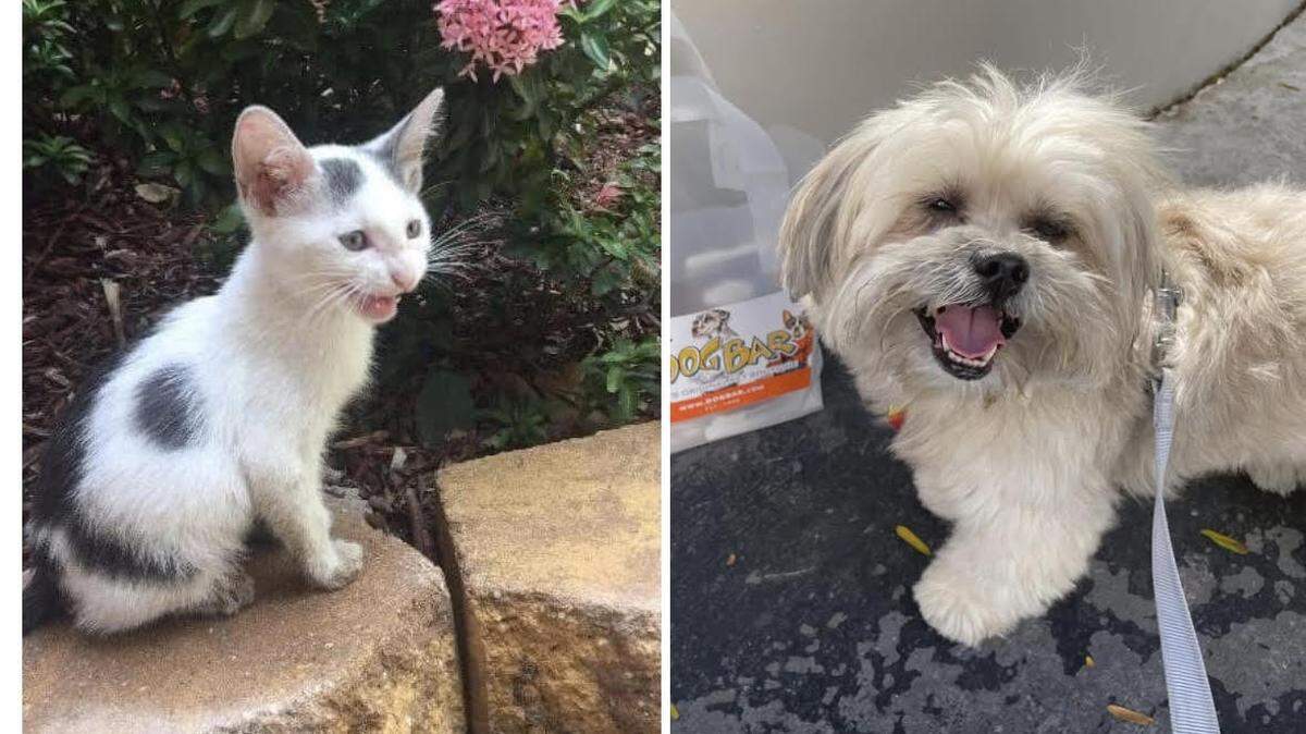 Send us your cute pets, and we’ll put them to a vote.
