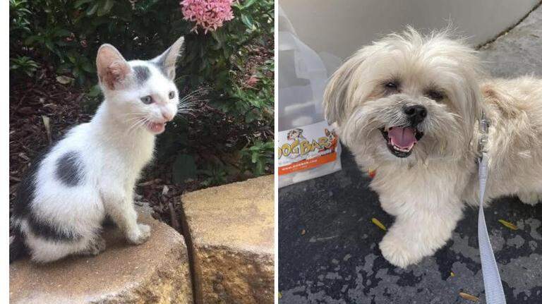 Do you have the cutest cat or dog in South Florida? We’ll know soon
