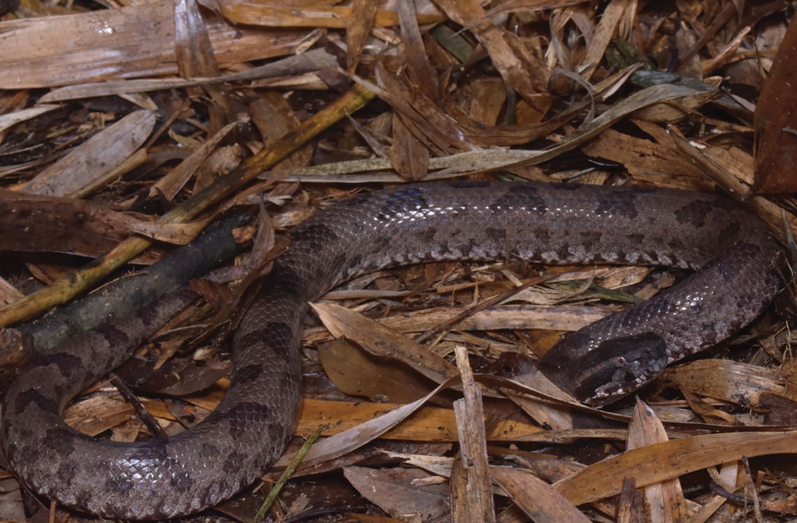 When the snake feels threatened it inflates its body and attacks quickly, researchers said.