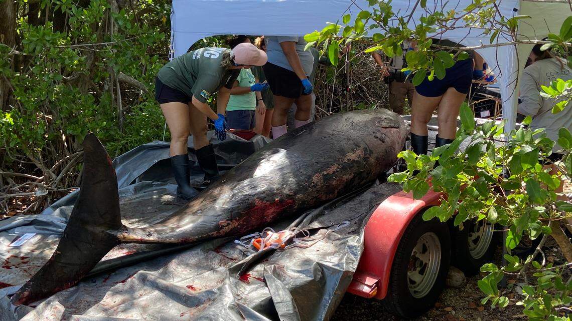 Biologists with Dolphns Plus Marine Mammal Responder and the Florida Fish and Wildlife Conservation Commission perform a necropsy Monday, Aug. 14, 2023, on a Gervais’ beaked whale that died off the Florida Keys the day before.