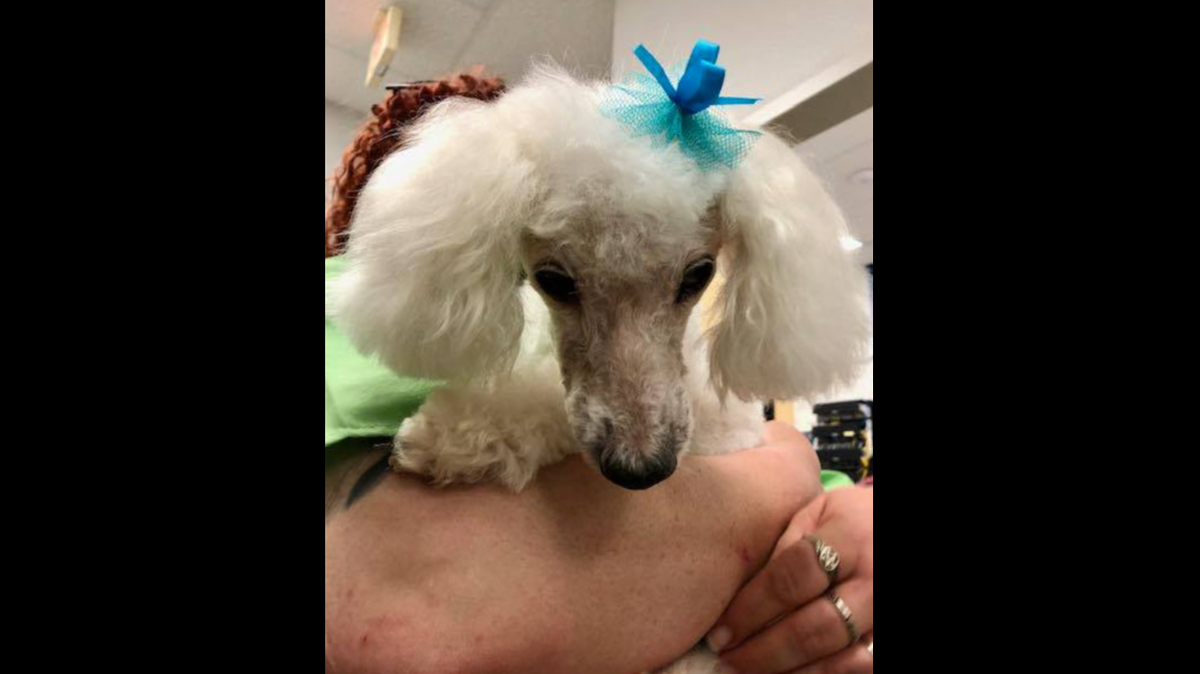 Petal the poodle
