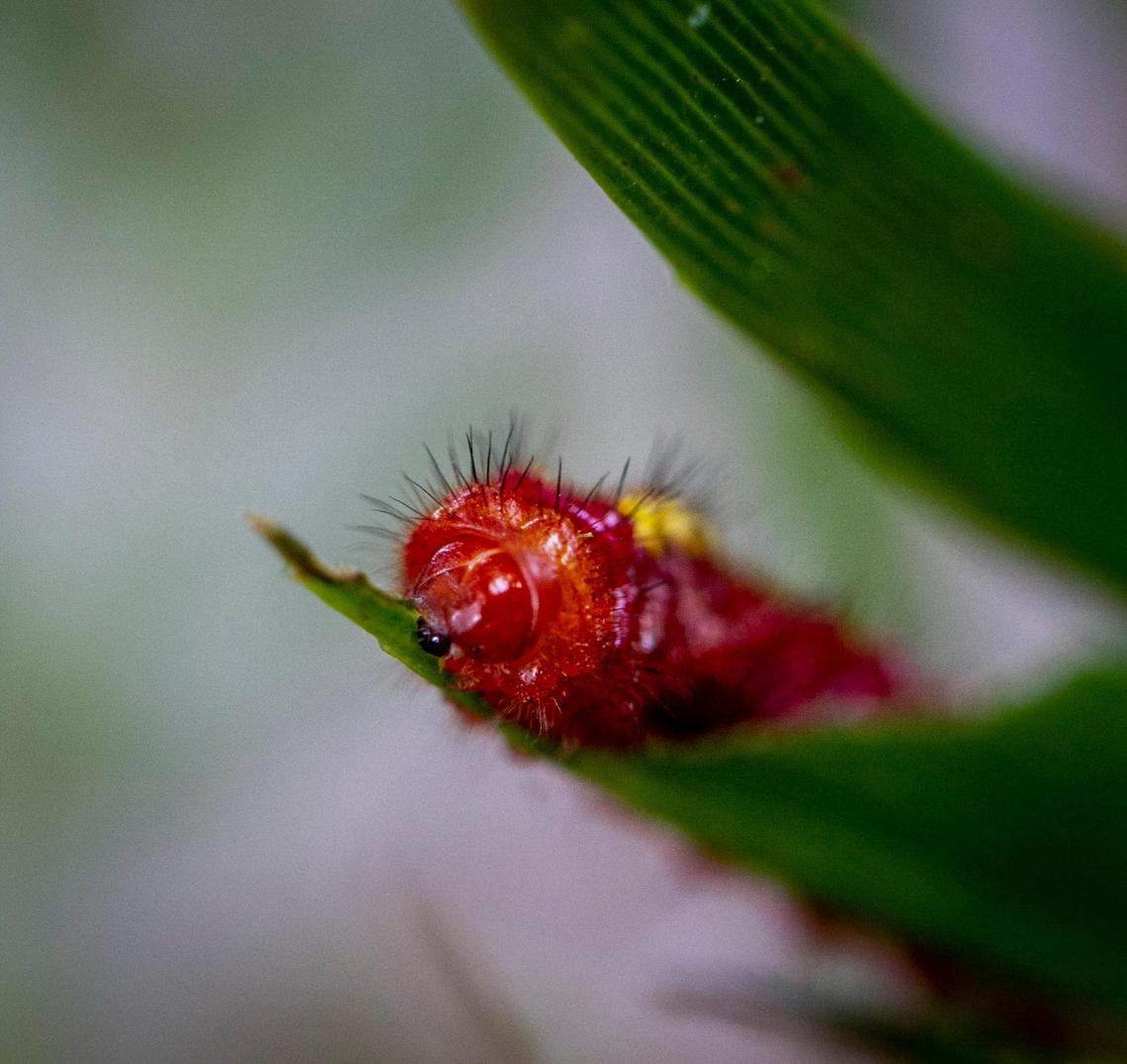 An endangered atala butterfly caterpillar munches away at a coontie plant leaf in a butterfly garden at The Underline’s newly opened Brickell Backyard section beneath the elevated Metrorail tracks The half-mile segment of the planned 10-mile Underline is the first to be completed..