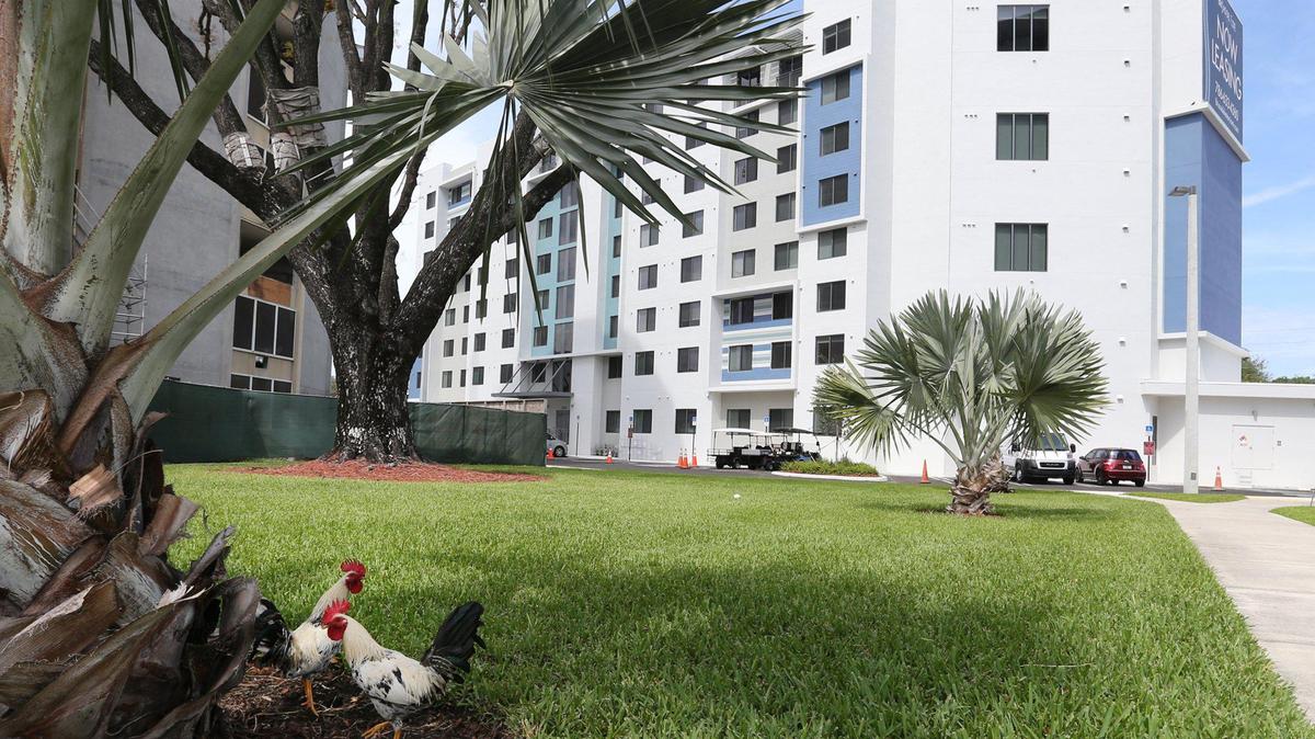 Roosters are seen in the yard of the 8-story affordable housing community called Three Round Towers in the Allapattah neighborhood of Miami on Wednesday, April 27, 2022.