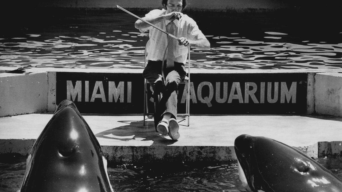 Jim Turner serenades the killer whales, Hugo, left, and Lolita, at the Seaquarium. with Bach sonatas on his musical saw. Turner played for 20 minutes to the attentive pair, and tagged them “a great audience.”