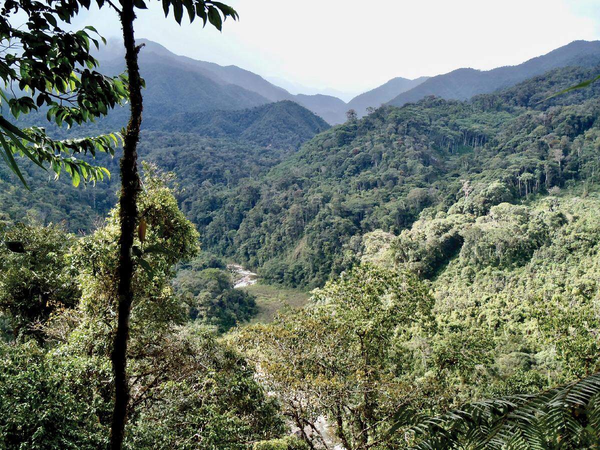 In the forested mountains of the Peruvian Andes, a small creature was discovered as a new species.