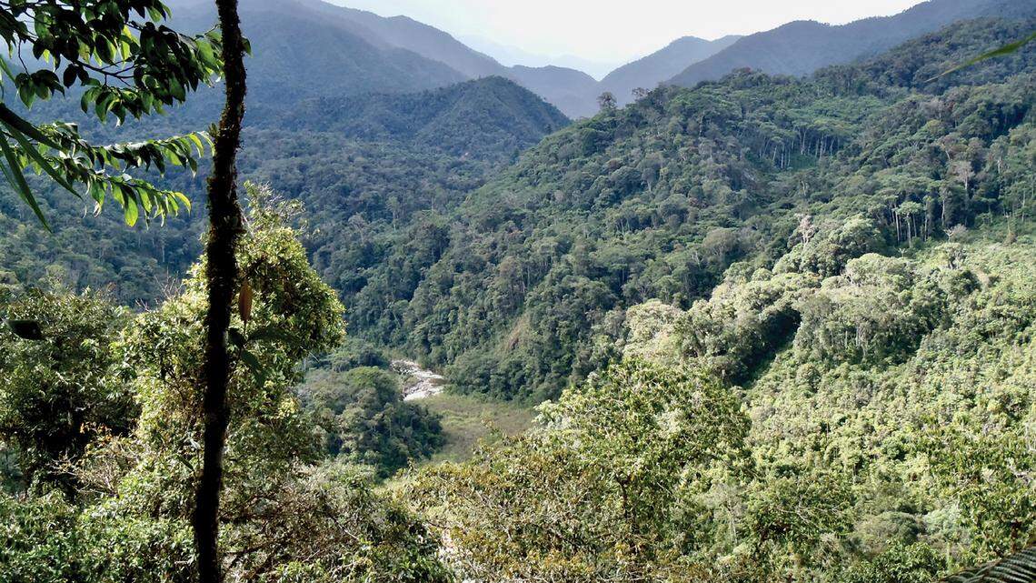 In the forested mountains of the Peruvian Andes, a small creature was discovered as a new species.
