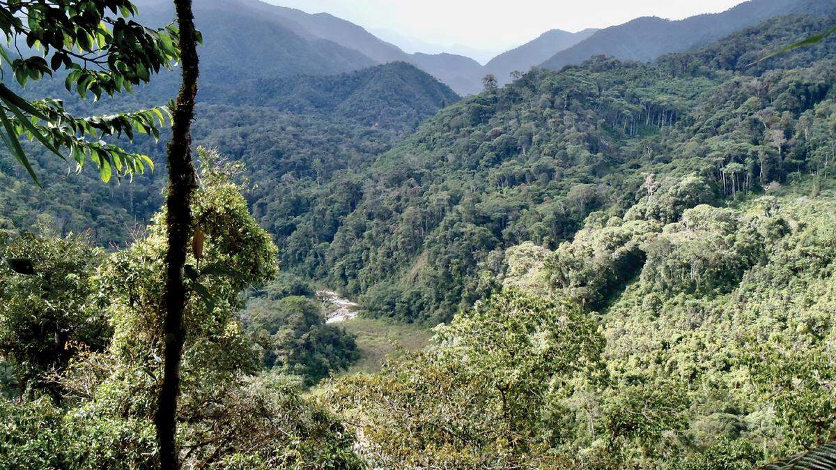 In the forested mountains of the Peruvian Andes, a small creature was discovered as a new species.