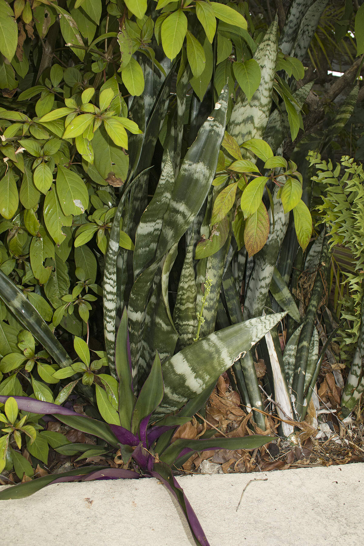 Snake plants and oyster plants vie for space with natives.