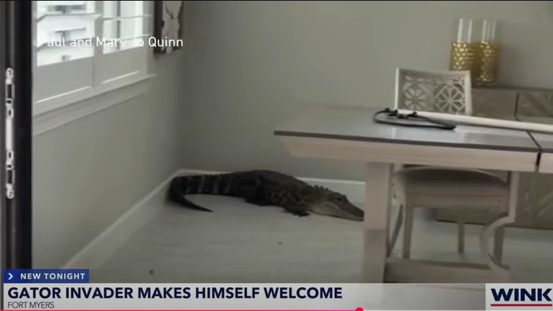 The discovery was made Sunday, March 9, in the Lee County city of Fort Myers, and the state sent “a contracted nuisance alligator trapper” to wrangle it back out the door.