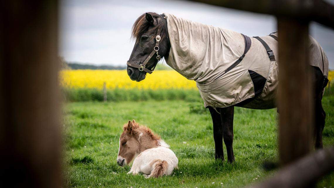 Thoroughbred’s Journey from Racehorse to Nurse Mare Captures Hearts Across the Internet