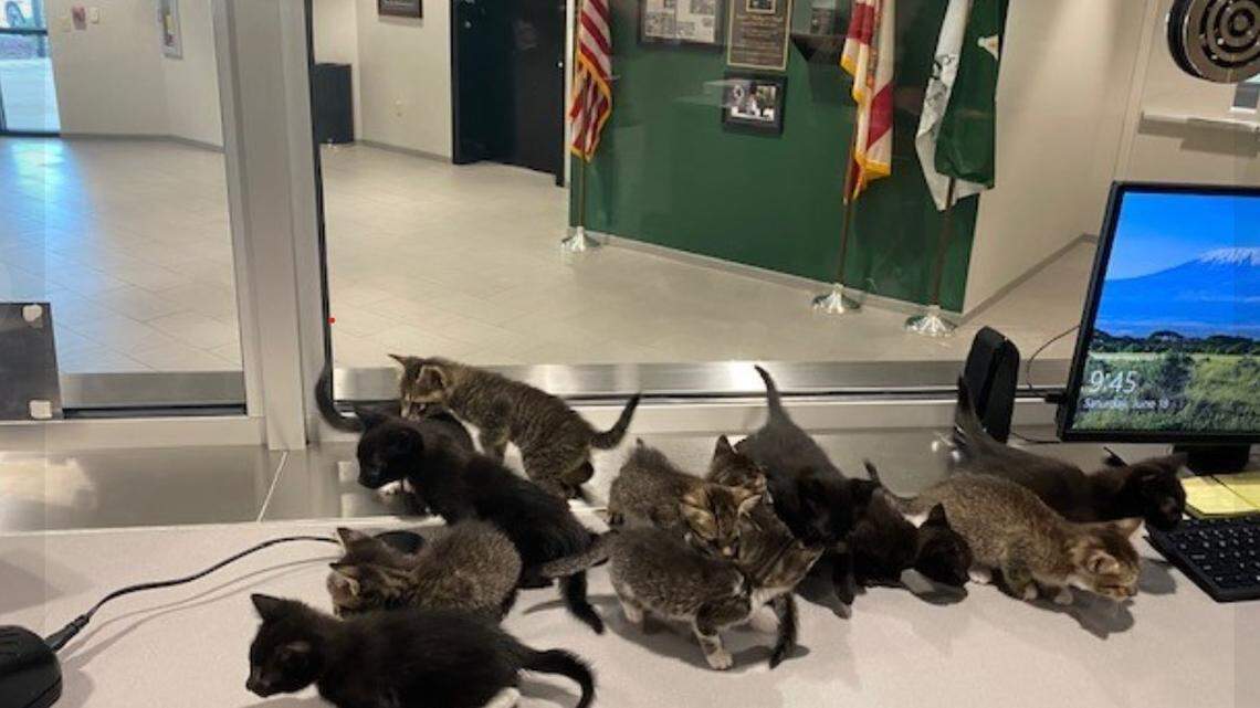 Kittens at the Pinellas County Sheriff’s Office.