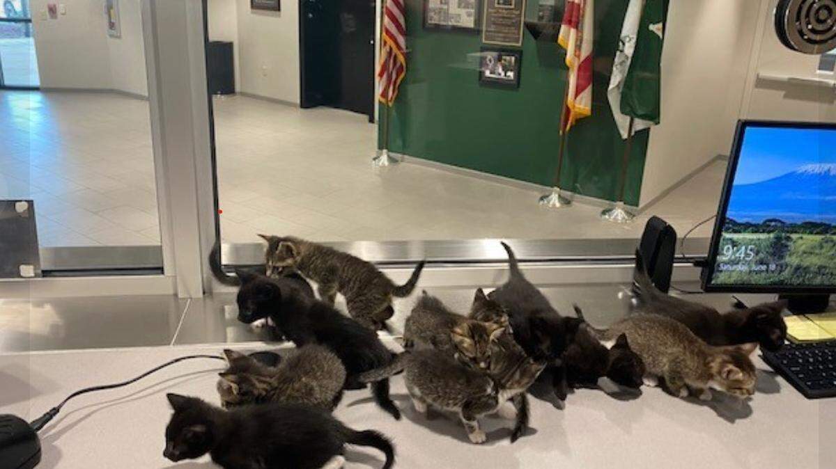 Kittens at the Pinellas County Sheriff’s Office.