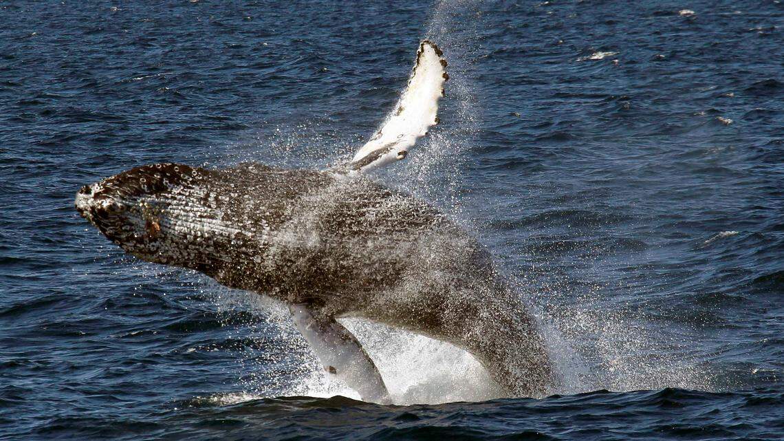 FILE - In this July 11, 2015 file photo, a humpback whale breaches off the Long Beach Coast during a whale watching trip on The Harbor Breeze Cruises Triumphant in Long Beach, Calif. Humpback whales have been swimming into San Francisco Bay in unprecedented numbers during the past two weeks, an onslaught that experts say could be caused by an unusual concentration of anchovies near shore. (AP Photo/Nick Ut, File)