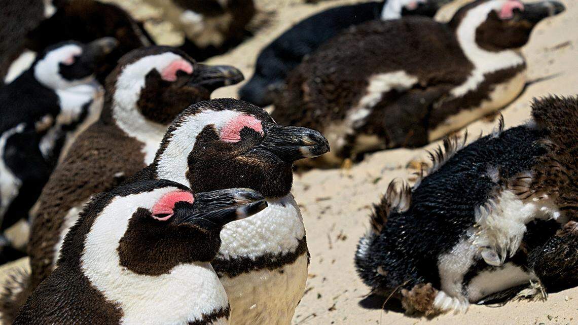 Endangered African penguins at Boulders Beach in South Africa. An African penguin chick born at the Maryland Zoo has been named for Baltimore Orioles slugger Cal Ripken Jr.