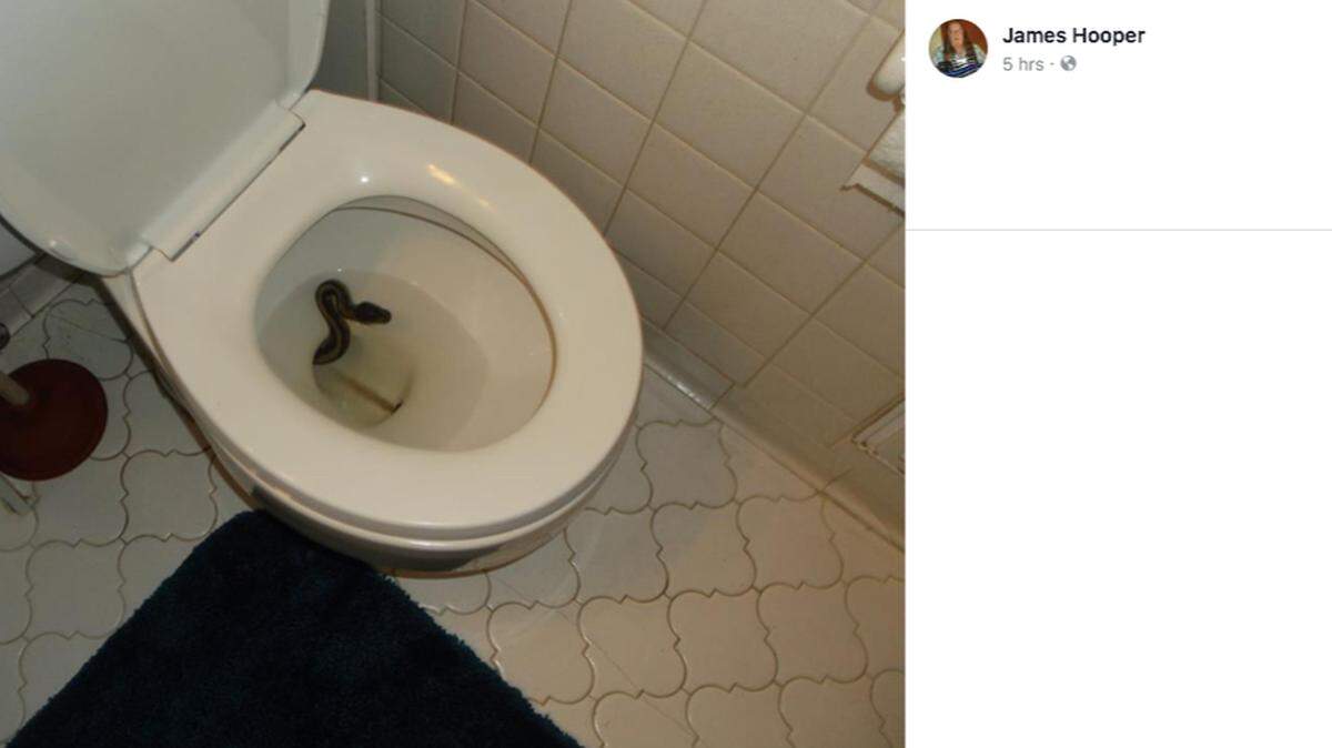 James Hooper says he spotted a python slithering out of his toilet bowl in Virginia Beach, Virginia.