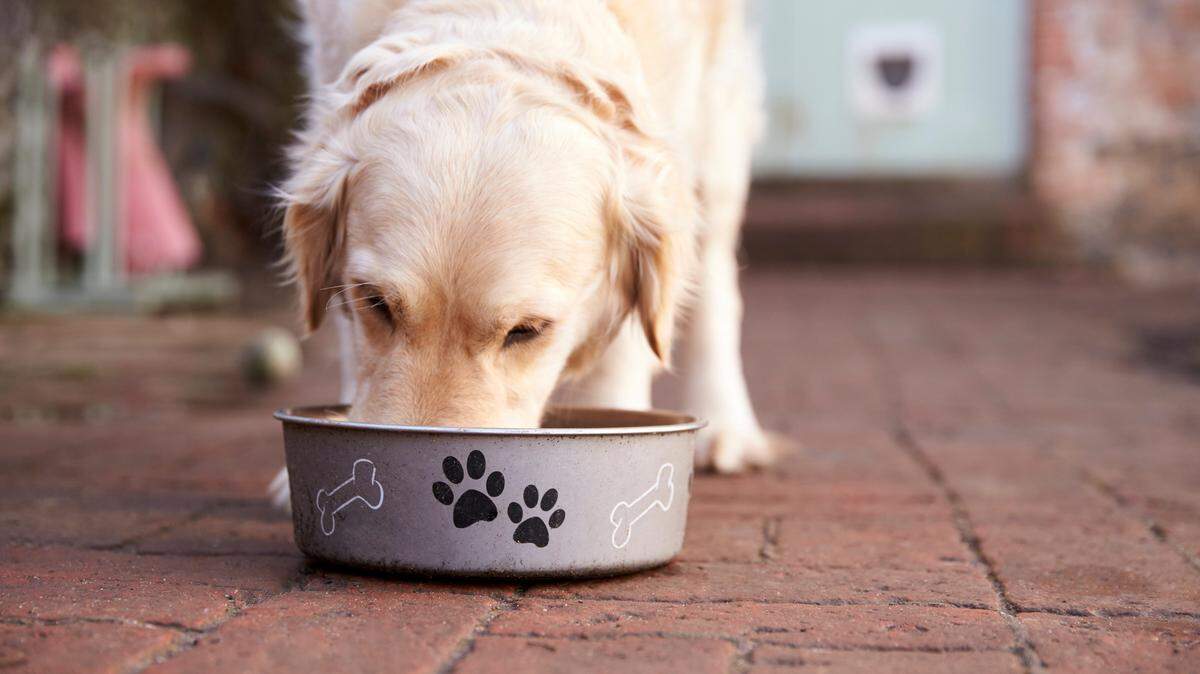 Labrador eating from a dog bowl.