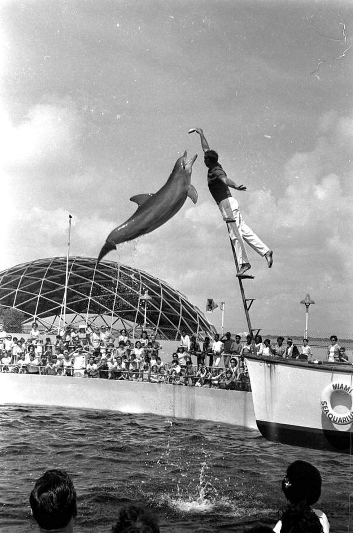 A dolphin flies high in the 1960s.