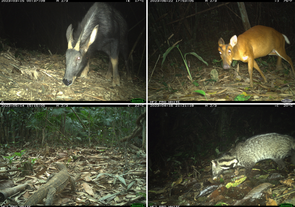 Other species (clockwise from top left) include a Chinese serow, a northern red muntjac, an Indian civet and an Asian water monitor.
