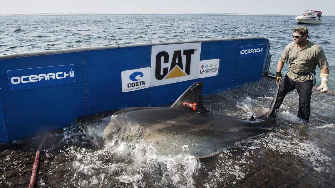 14-foot shark vanished from satellites a year ago. It mysteriously returned this week