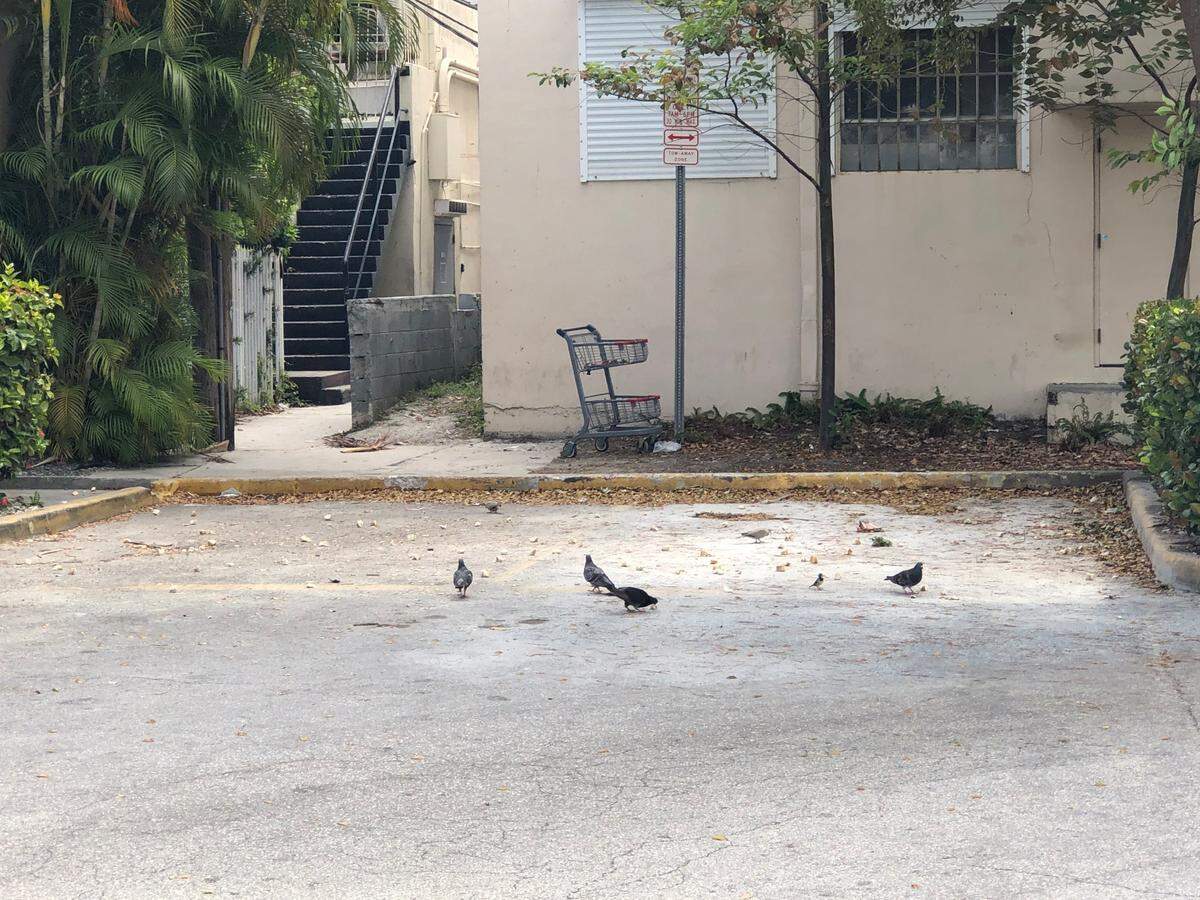 A master falconer the city of Miami Beach hired to protect residents from aggressive nesting birds observed birds feeding behind a sandwich shop on 41st Street, which he said will worsen the bird problems in the area.