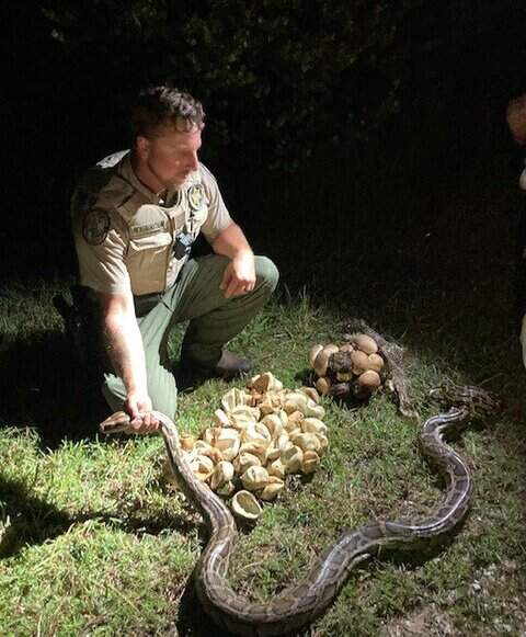Is Florida’s python challenge making a dent in the invasives? | Miami ...