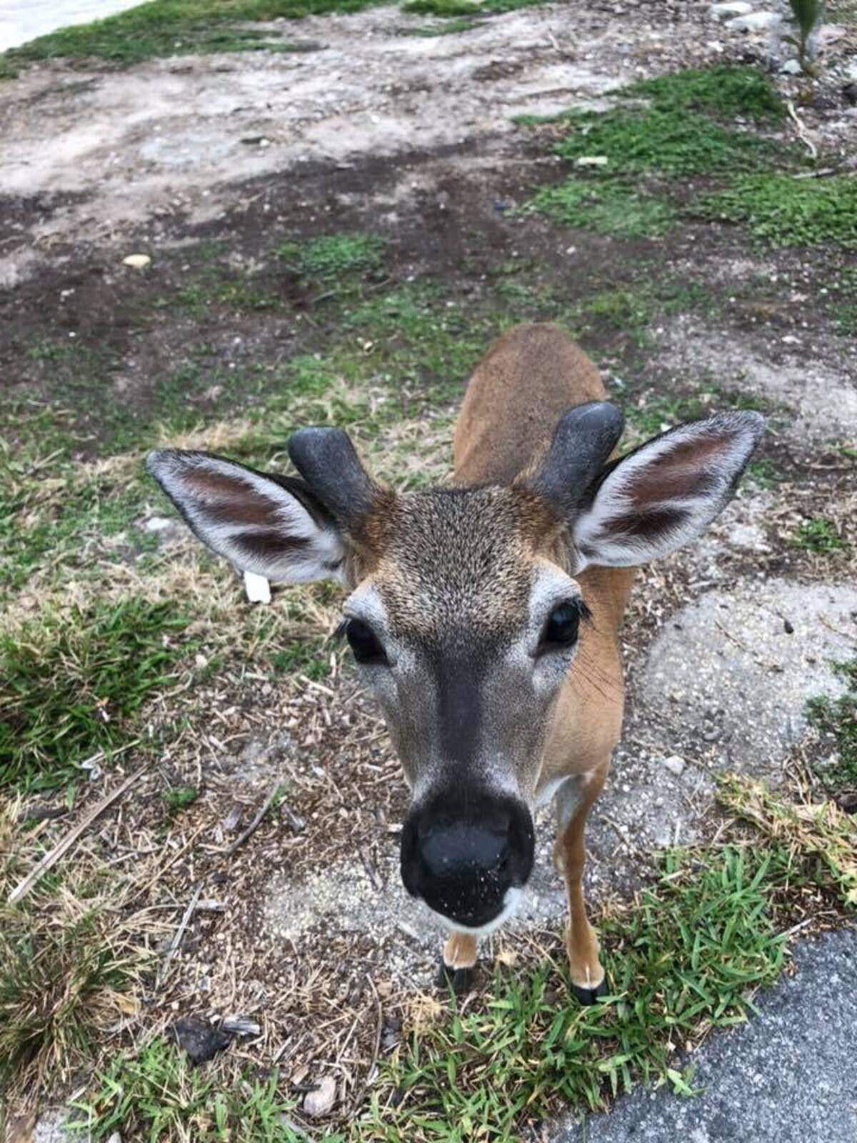 A Key deer approaching a person on Big Pine Key.